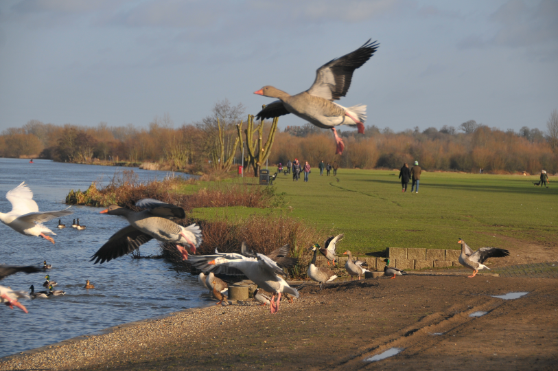 Geese taking flight along the Thames path, Reading