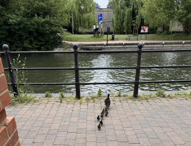 Duck followed by ducklings walking across the path towards the edge of the River Kennet.