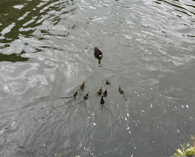 Duck with 8 ducklings in the River Kennet.