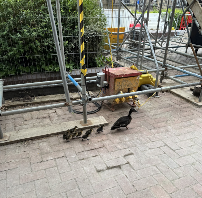 Adult duck followed by ducklings by scaffolding and machinery.
