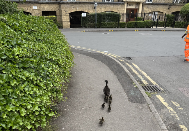 Duck followed by ducklings walking along pavement by Reading Civic Offices.