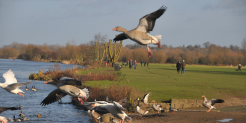Geese in flight at river bank. Walkers on the field alongside the river.